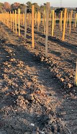 Terreno con rustico