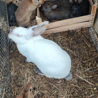 Coniglia con coniglietti