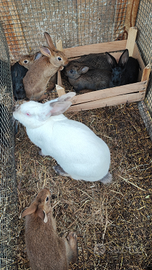 Coniglia con coniglietti
