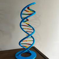 Modellino Dna