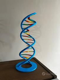 Modellino Dna