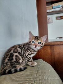 Bengala gatto brown