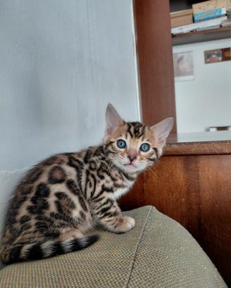 Bengala gatto brown