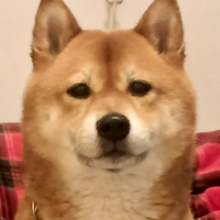 Shiba inu