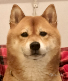 Shiba inu