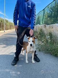 Amstaff