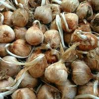 Zafferano Bulbi di Zafferano Crocus Sativus