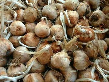 Zafferano Bulbi di Zafferano Crocus Sativus
