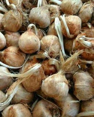 Zafferano Bulbi di Zafferano Crocus Sativus