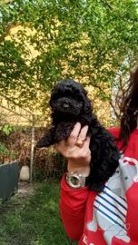 Barboncini cioccolato e neri