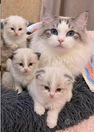 Ragdoll blue Lynx bicolor disponibile per monte
