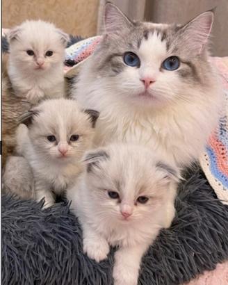 Ragdoll blue Lynx bicolor disponibile per monte