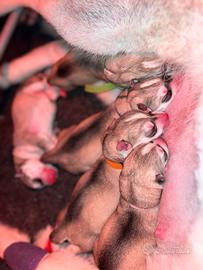 Cuccioli di Siberian Husky