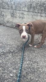 Cane pitbull