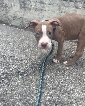 Cane pitbull