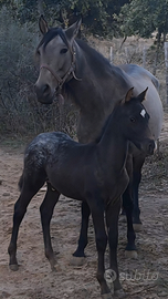 Due cavalle e un pony castrone