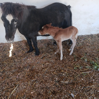 Pony