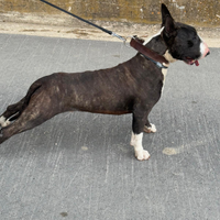 Bull terrier monta