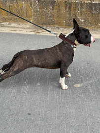 Bull terrier monta