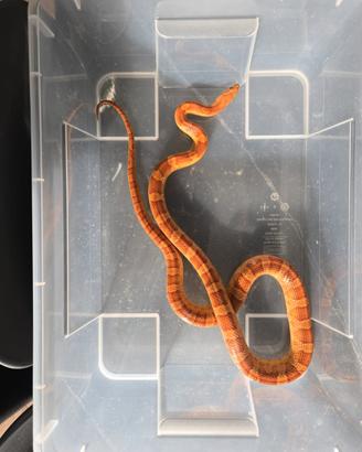 Serpente del grano/guttata het ghost,amel,palmetto