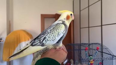 Calopsite allevata a mano