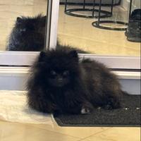 Volpino Pomerania 1 Anno femmina NERA