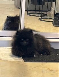 Volpino Pomerania 1 Anno femmina NERA