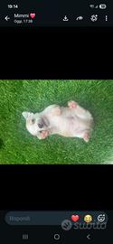 cuccioli cihuahua