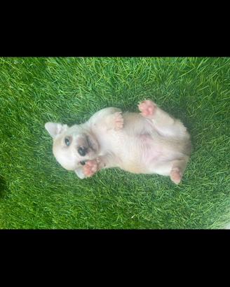 cuccioli cihuahua