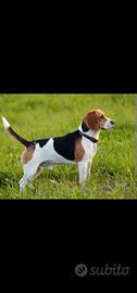 Beagle