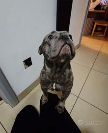 Cuccioli di bulldog francesi blu maschi