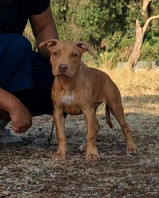 Pitbull UKC femmina red nose 
