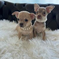 Chihuahua toy