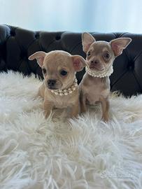 Chihuahua toy