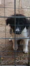 Border collie cucciola