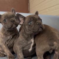 Cuccioli di bouledogue francese