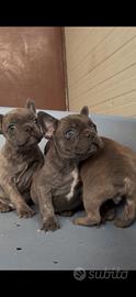 Cuccioli di bouledogue francese