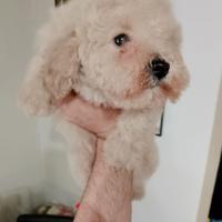 Barboncina champagne