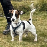 Jack Russell terrier SOLO PER MONTE