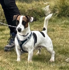 Jack Russell terrier SOLO PER MONTE