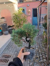 Ginepro KISHU – Bonsai Shohin