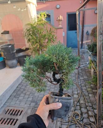 Ginepro KISHU – Bonsai Shohin