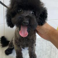 Cuccioli di Barboncini Nani
