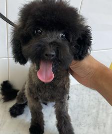 Cuccioli di Barboncini Nani