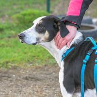 ZEUS, mix segugio energico e affettuoso