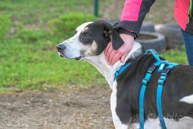 ZEUS, mix segugio energico e affettuoso