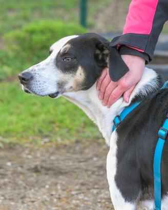 ZEUS, mix segugio energico e affettuoso