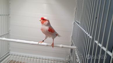 Canarino rosso mosaico 2025