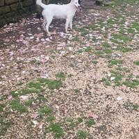 Cucciola
