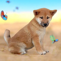 Shiba Inu pedigree ENCI